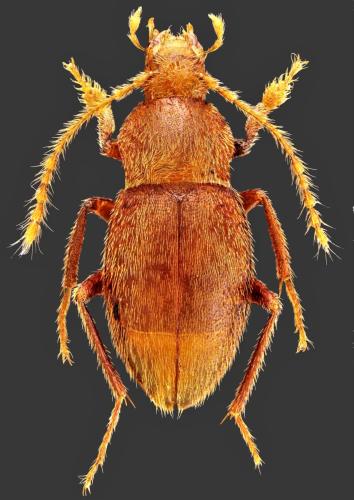 Oryotus indentatus